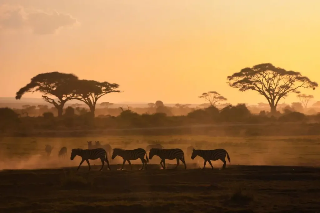 Safari in Kenya