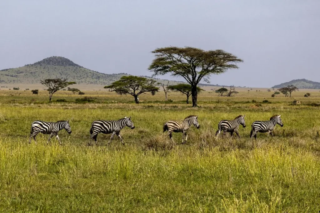 Serengeti National Park, Tanzania